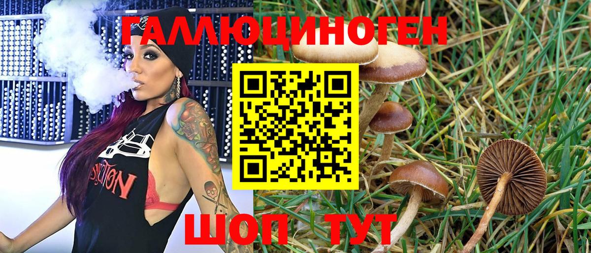 Галлюциногенные грибы Psilocybine cubensis Кингисепп